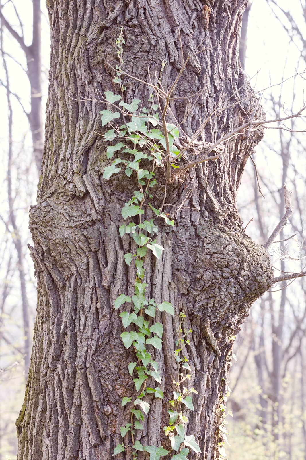 tree covered with climber, note shallow depth of field