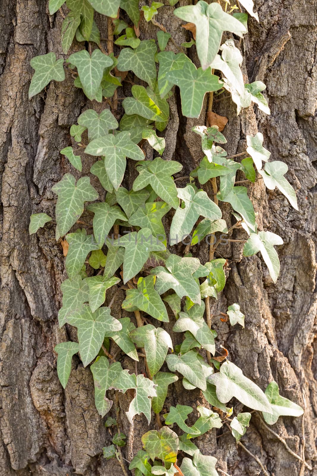 tree covered with climber, note shallow depth of field