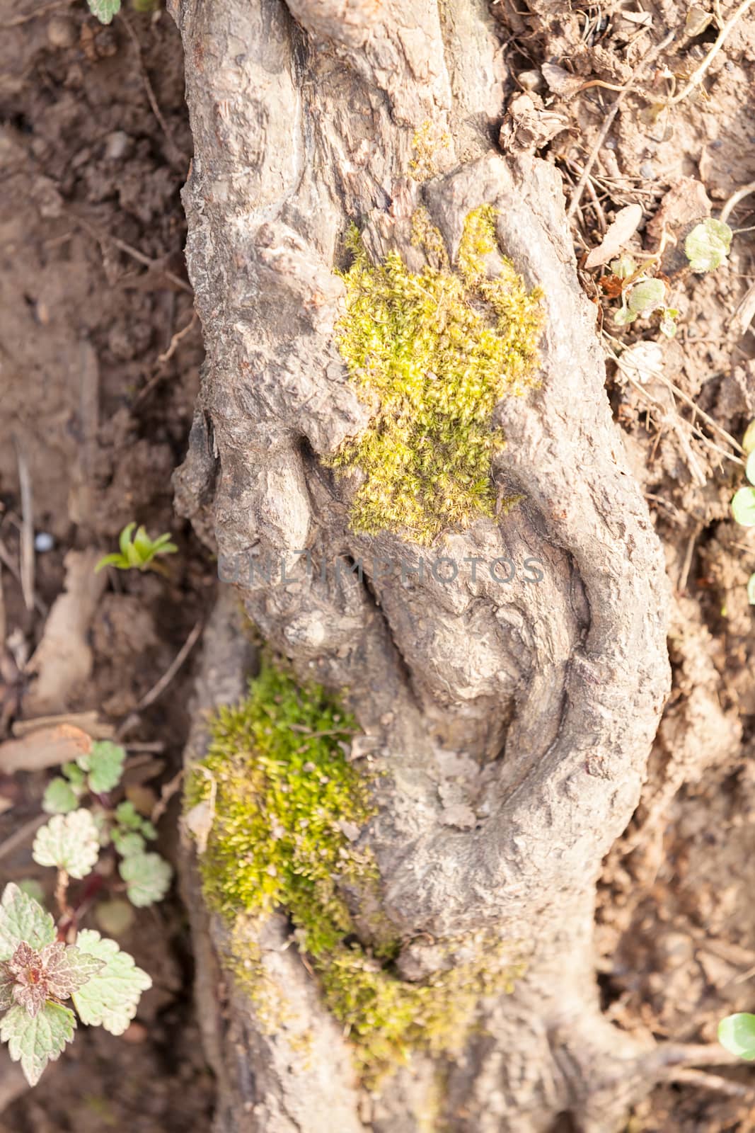 branch of tree covered with moss in forest, note shallow depth of field