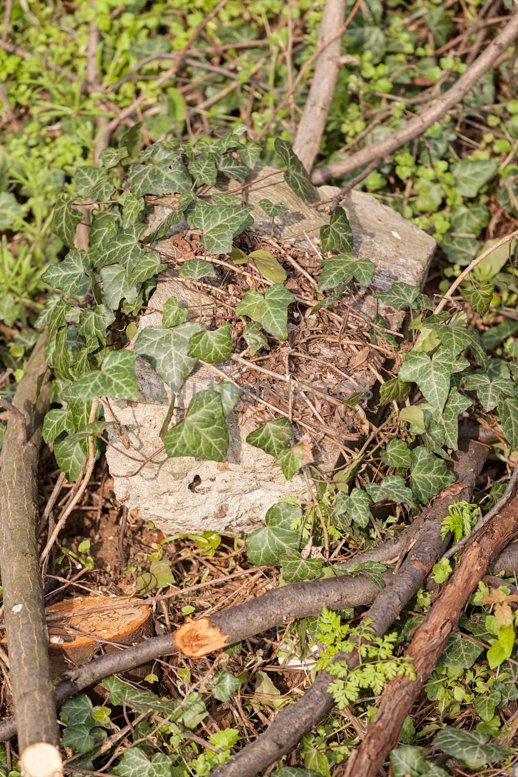 dried branches in nature with green moss and grass, note shallow depth of field