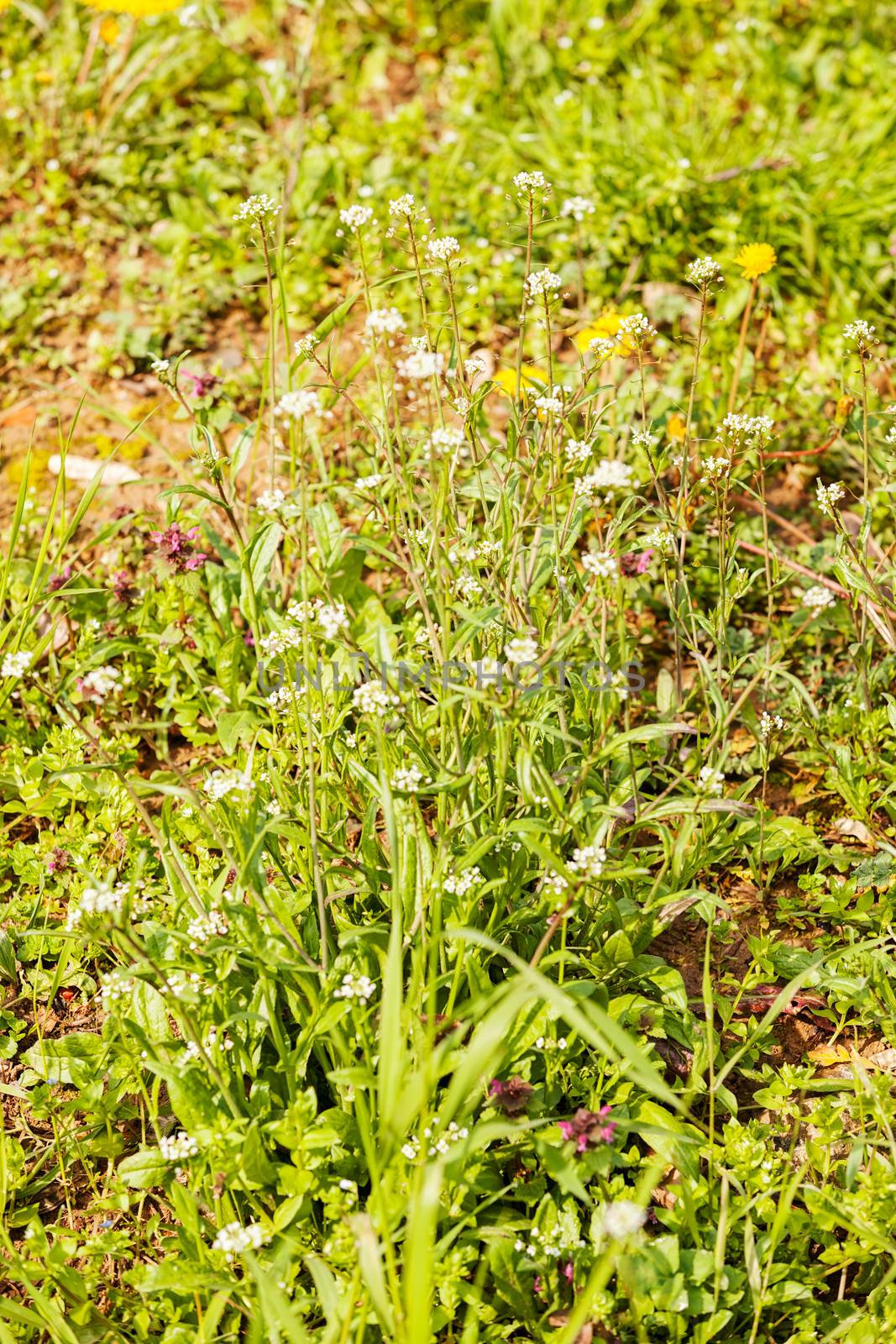 a variety of plants in the field, note shallow depth of field