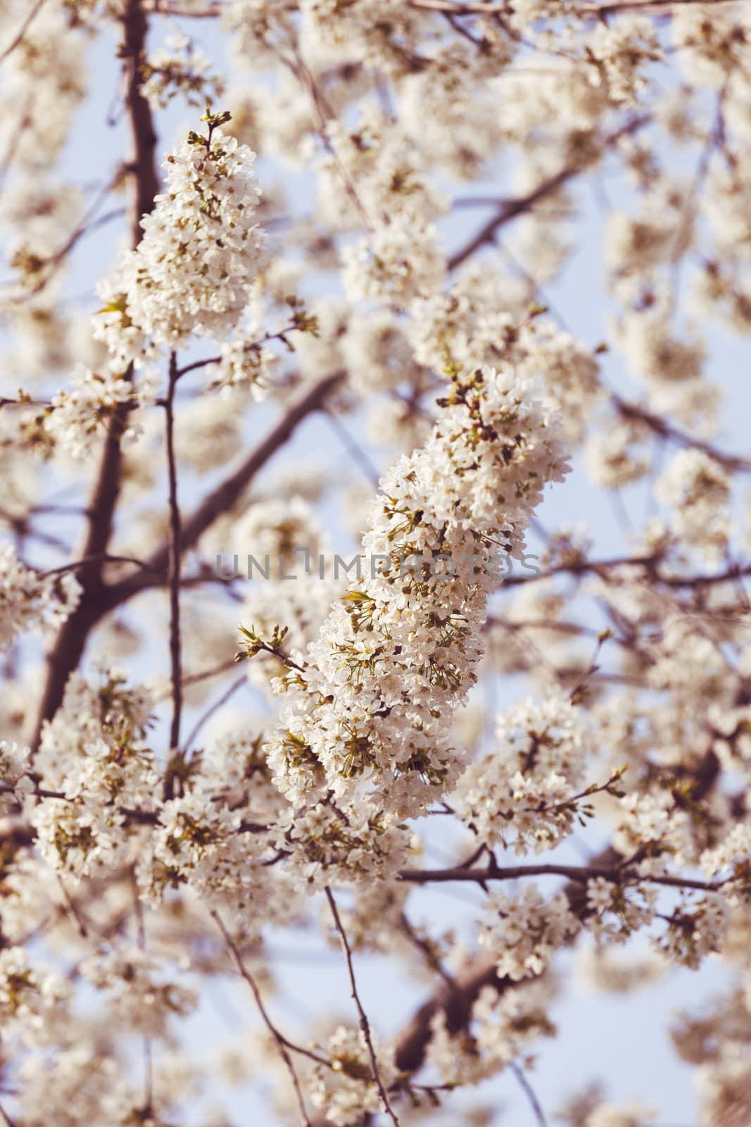 tree with white flowers in the spring on the blue background, note shallow dept of field