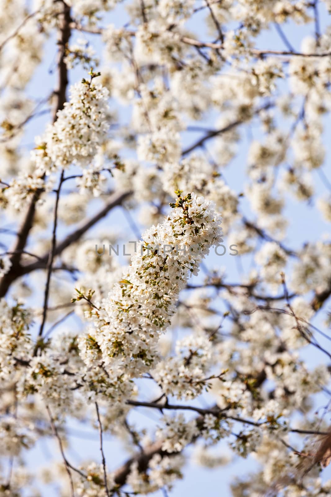 tree with white flowers in the spring on the blue background, note shallow dept of field