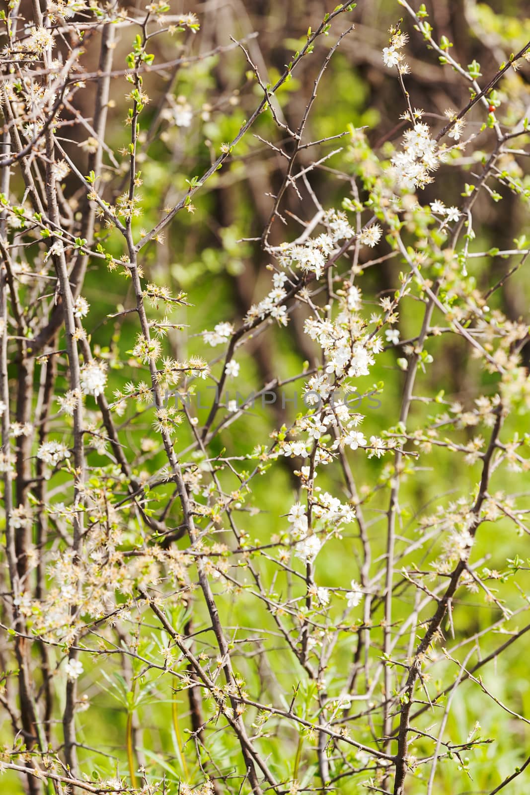 bush with small white flowers on a branches, note shallow depth of field