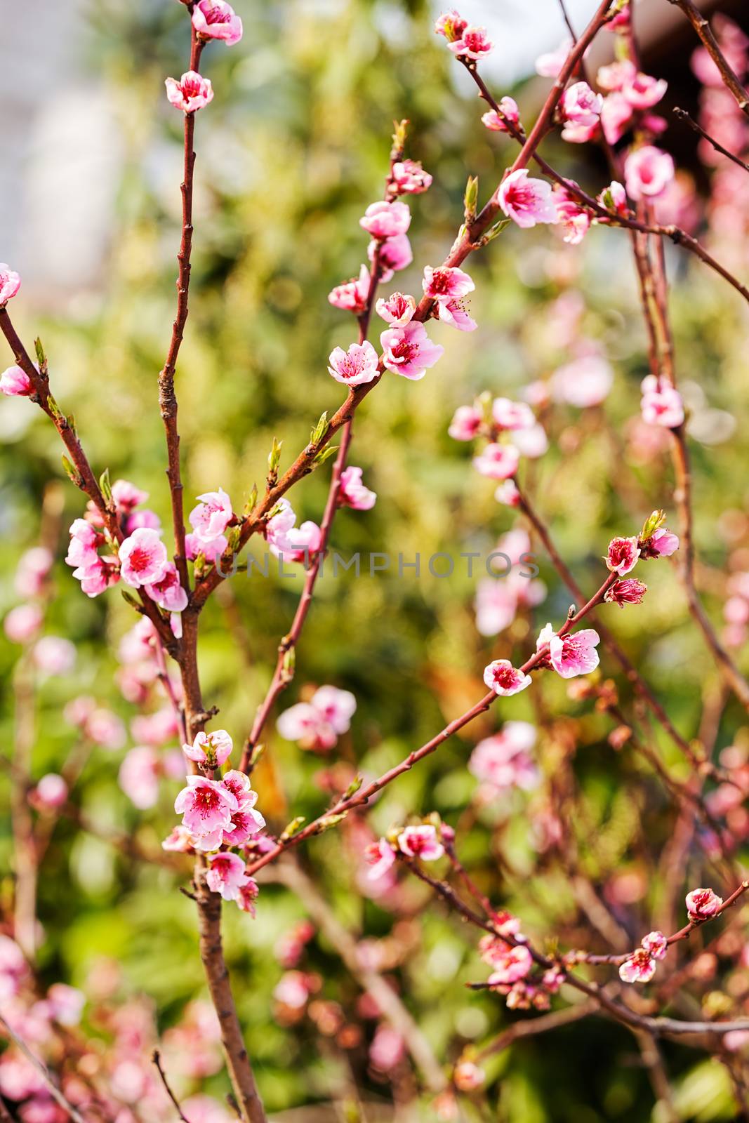 blossomed tree with pink flowers, note shallow depth of field