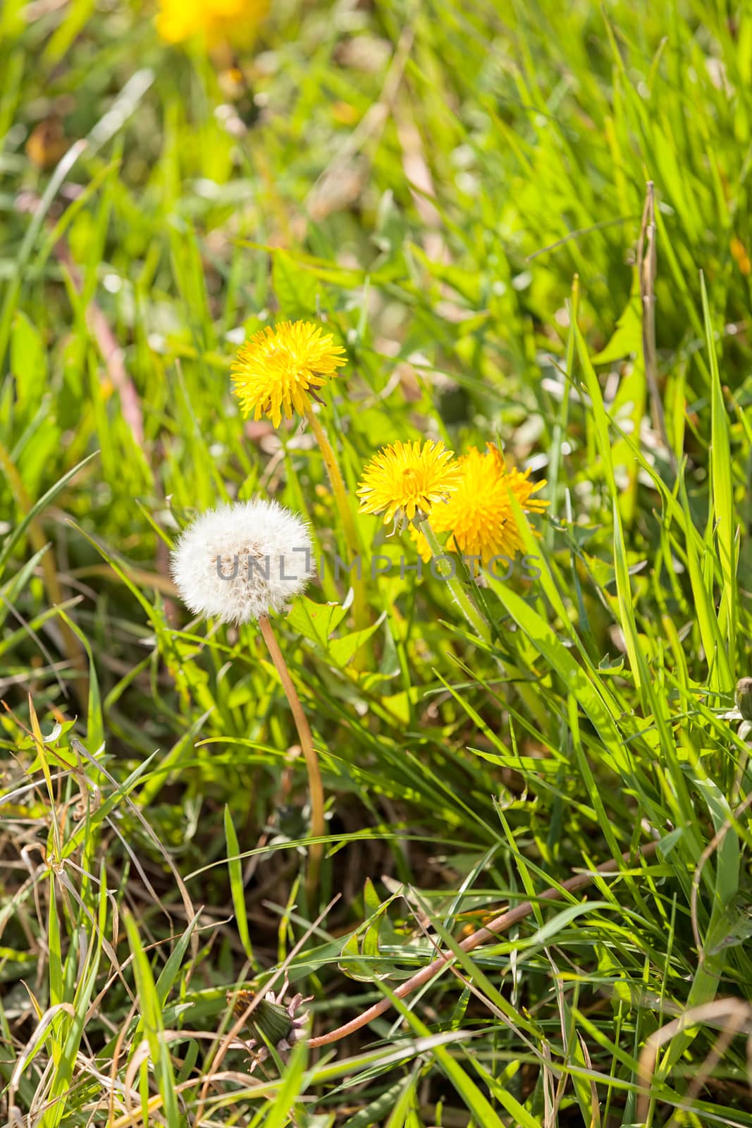 yellow dandelion in the grass, note shallow depth of field