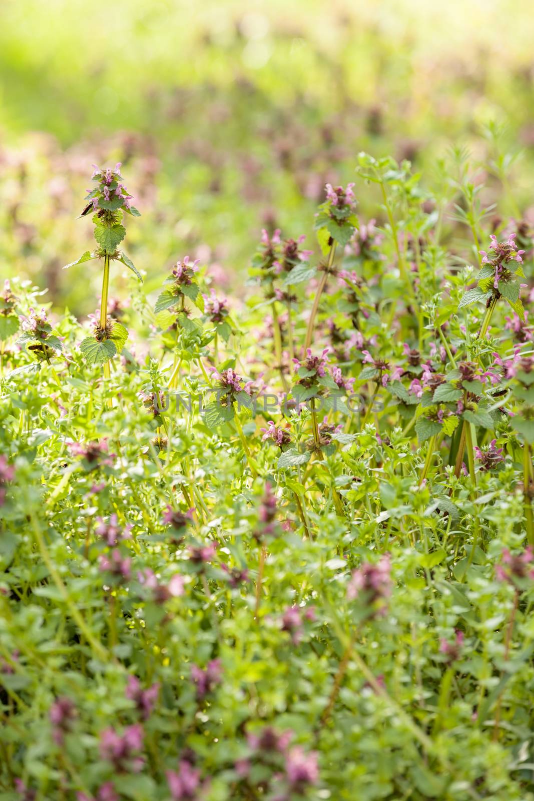 purple  plants in the field, note shallow depth of field