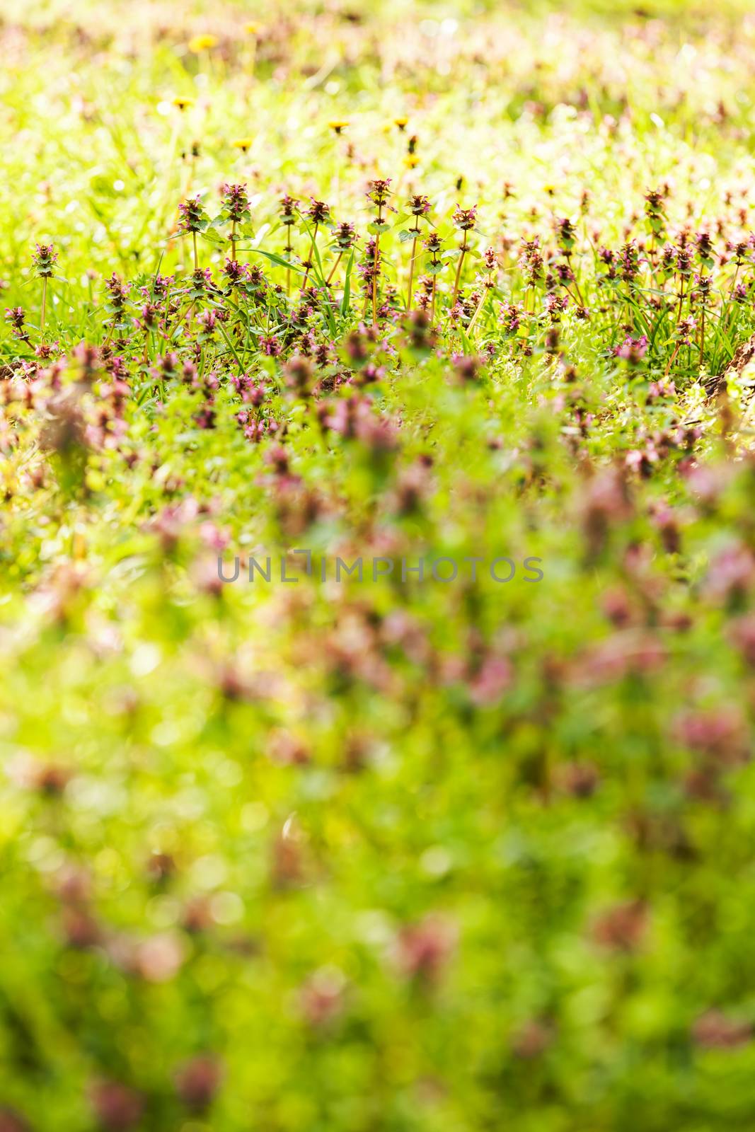 purple  plants in the field, note shallow depth of field