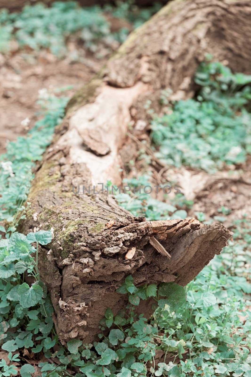 broken  branch of tree with plants and moss in nature, note shallow depth of field