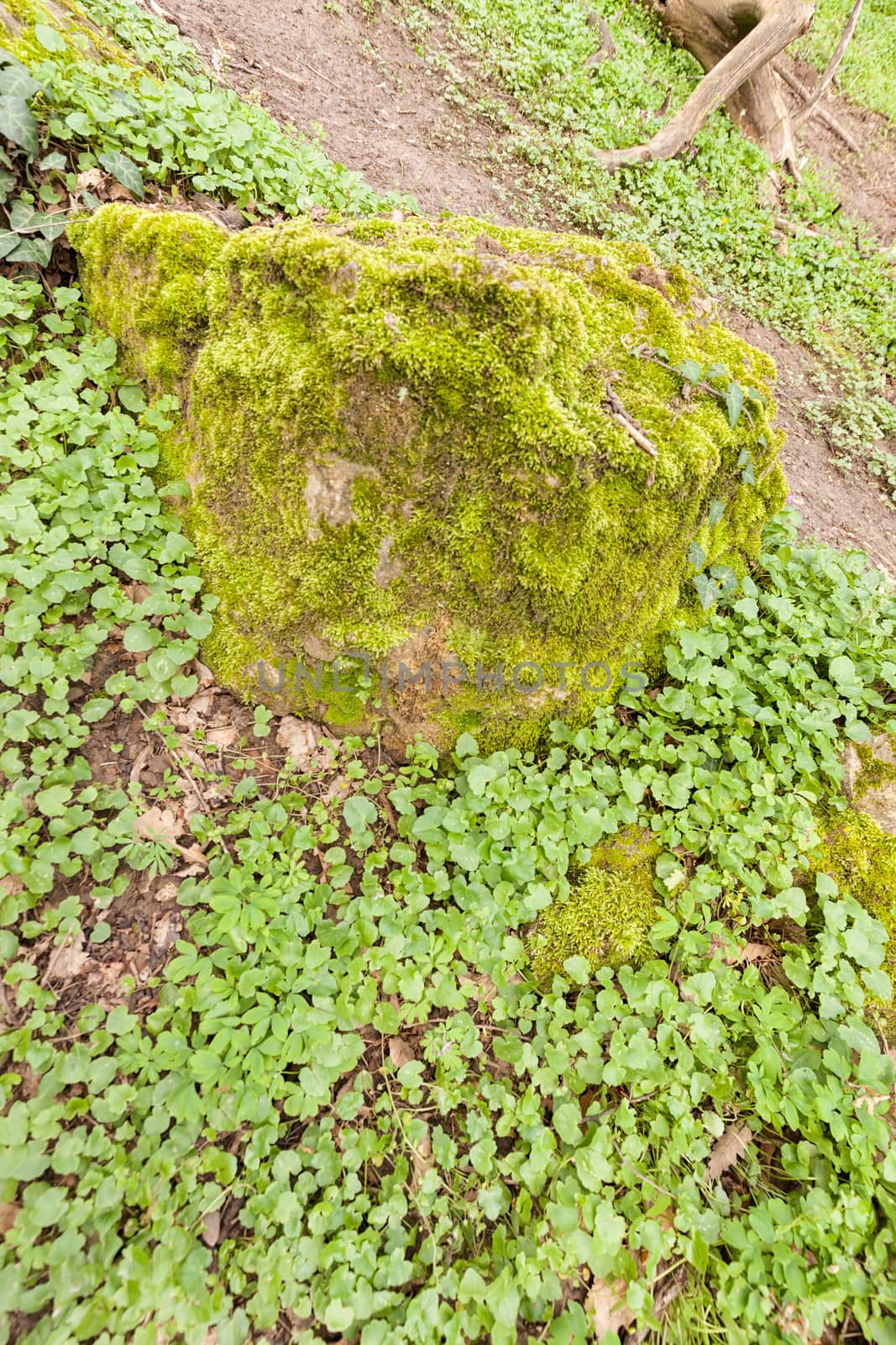 moss and green plants on the stone in nature, note shallow depth of field