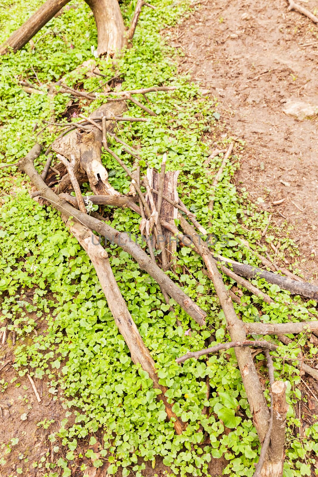 broken  branch of tree with plants and moss in nature, note shallow depth of field