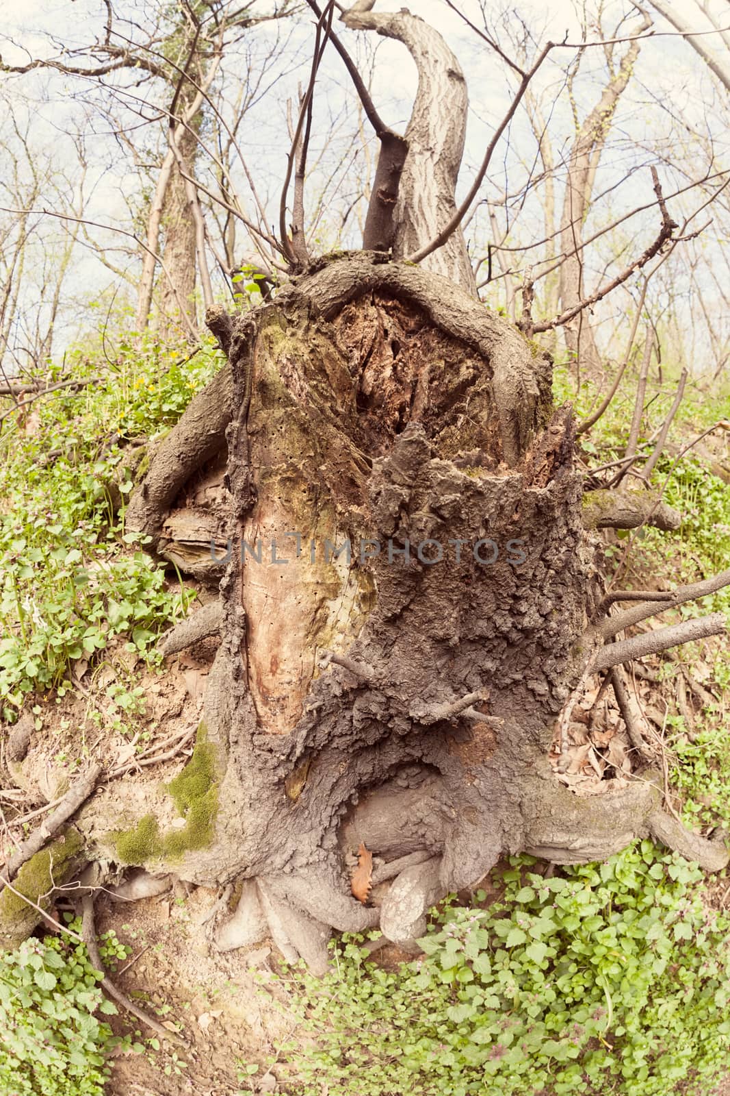 bared roots of tree in forest, note shallow depth of field