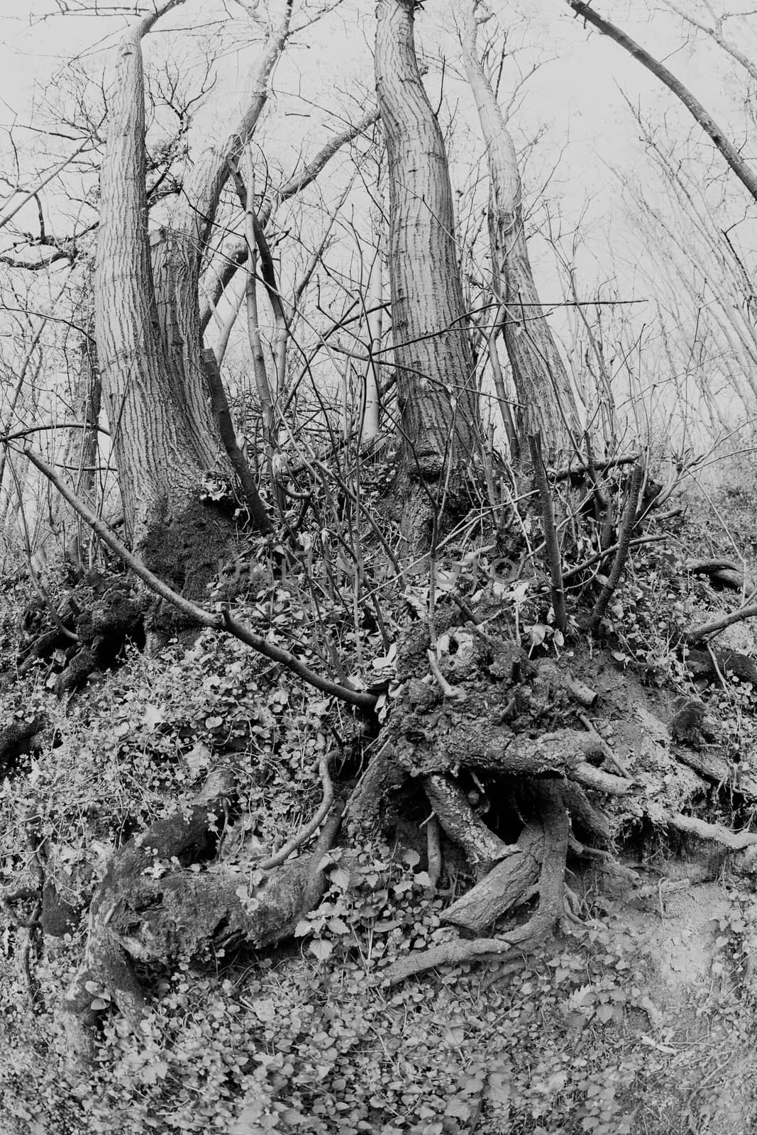 bared roots of tree in forest, note shallow depth of field