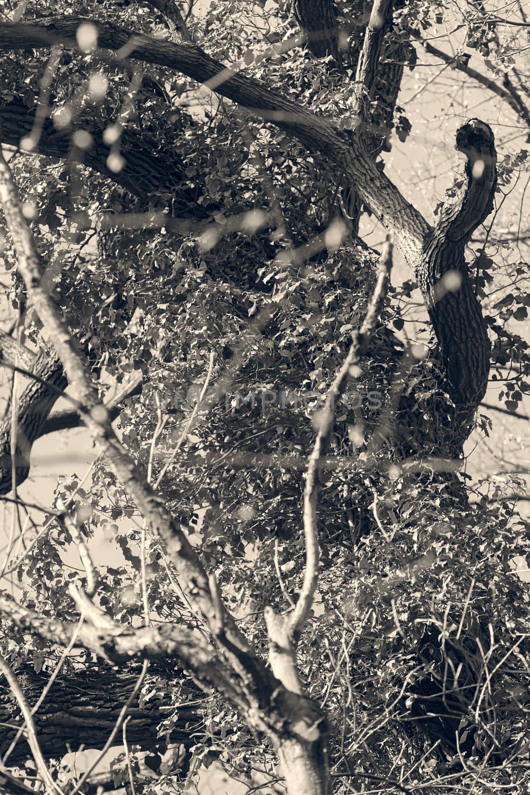 tree covered with twiner , note shallow depth of field