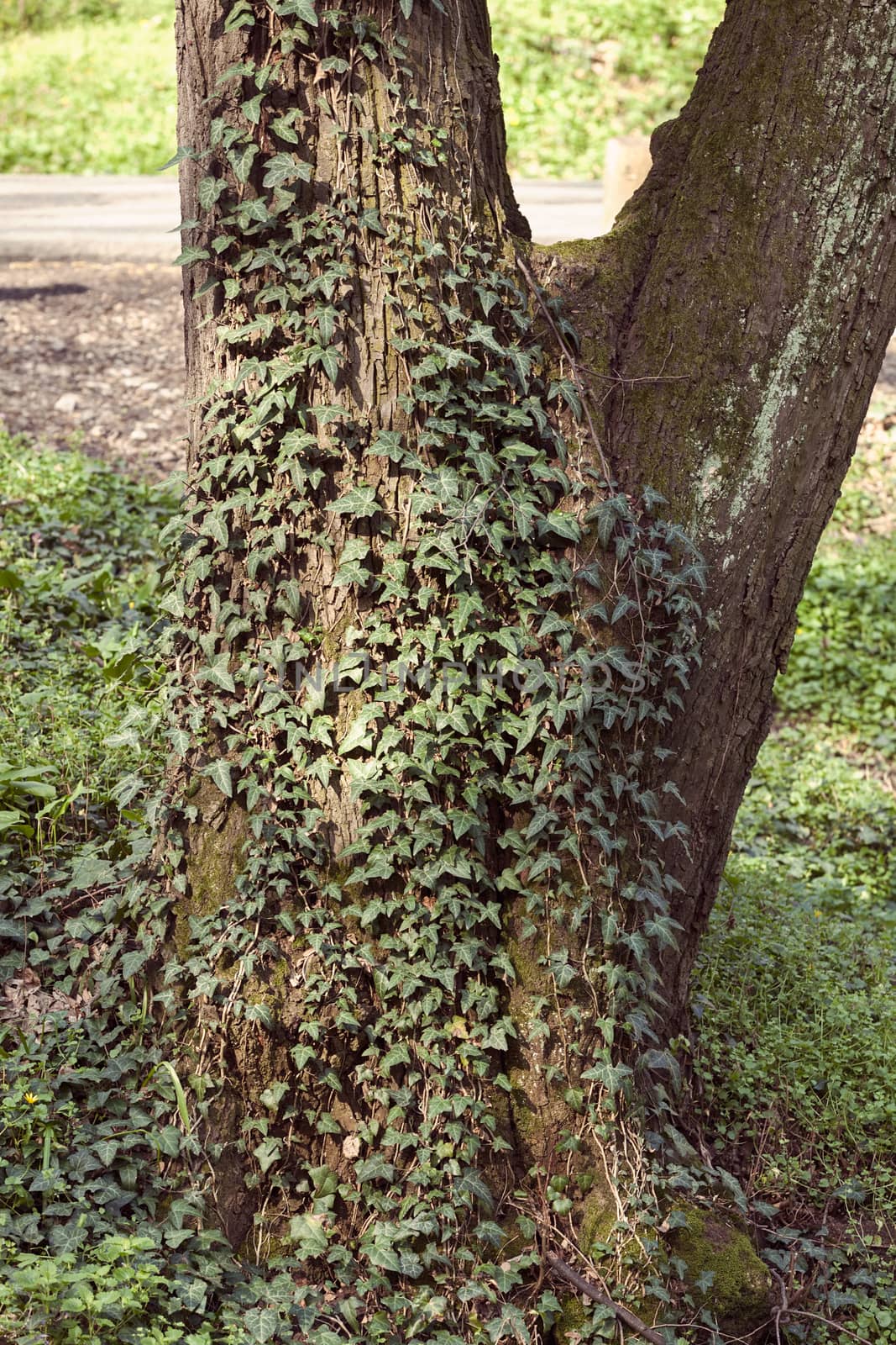 tree covered with twiner , note shallow depth of field