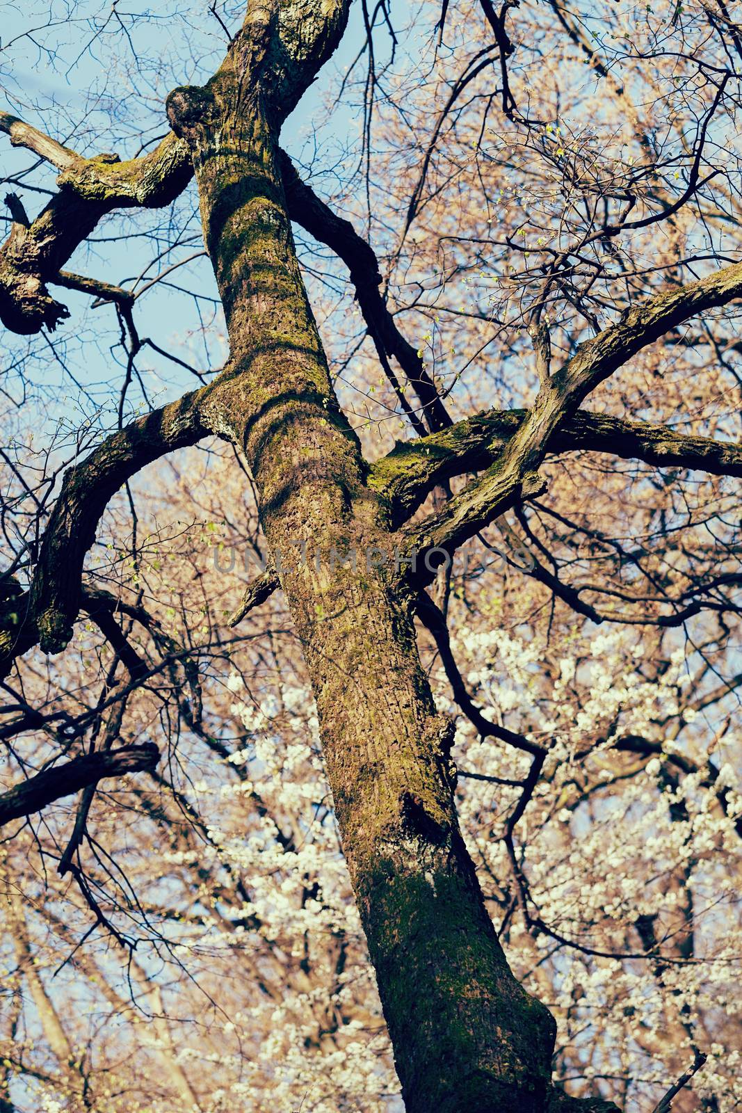 trunk in forest in the early spring , note shallow depth of field