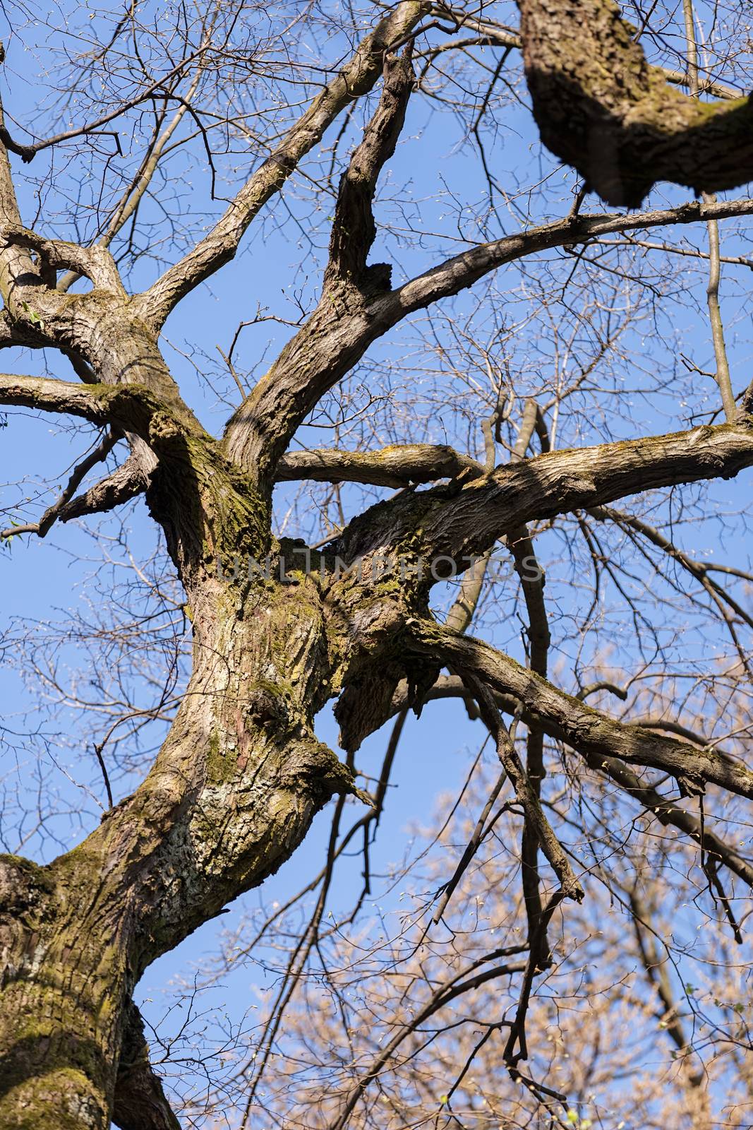 trunk in forest by vladimirnenezic