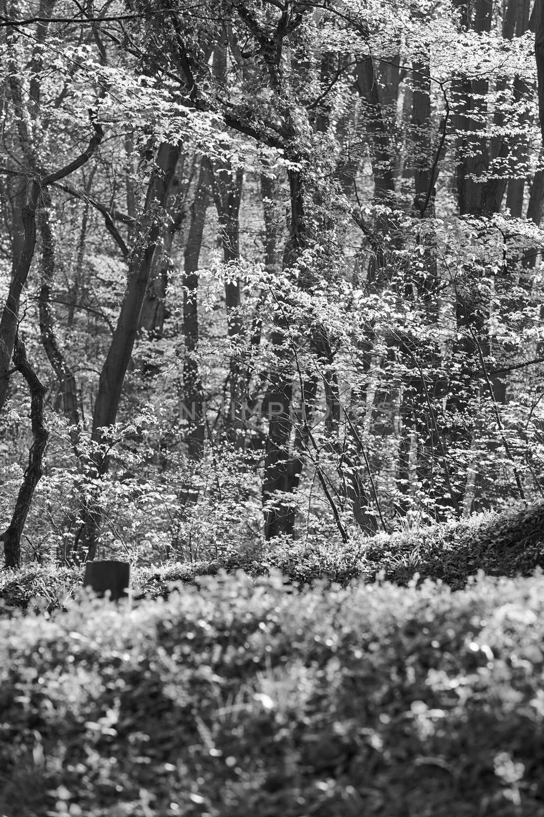 trees in the forest  in the spring, note shallow depth of field