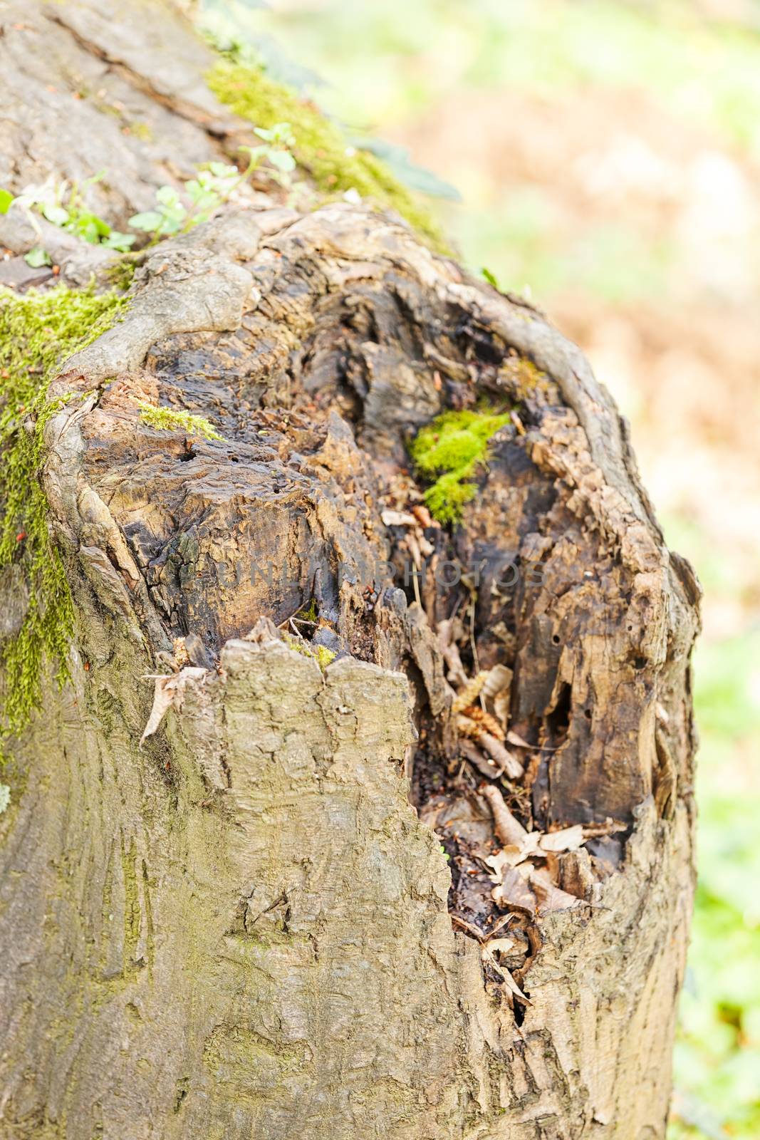 tree bark in nature, note shallow depth of field