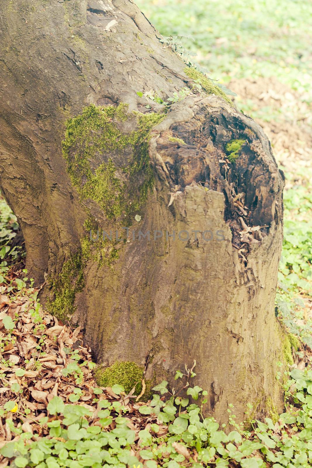 tree bark in nature, note shallow depth of field