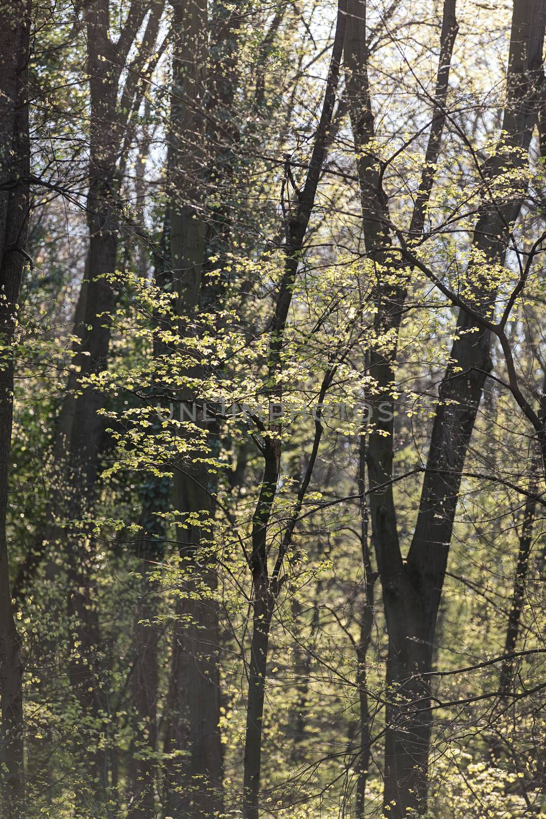 trees in the forest  in the spring, note shallow depth of field