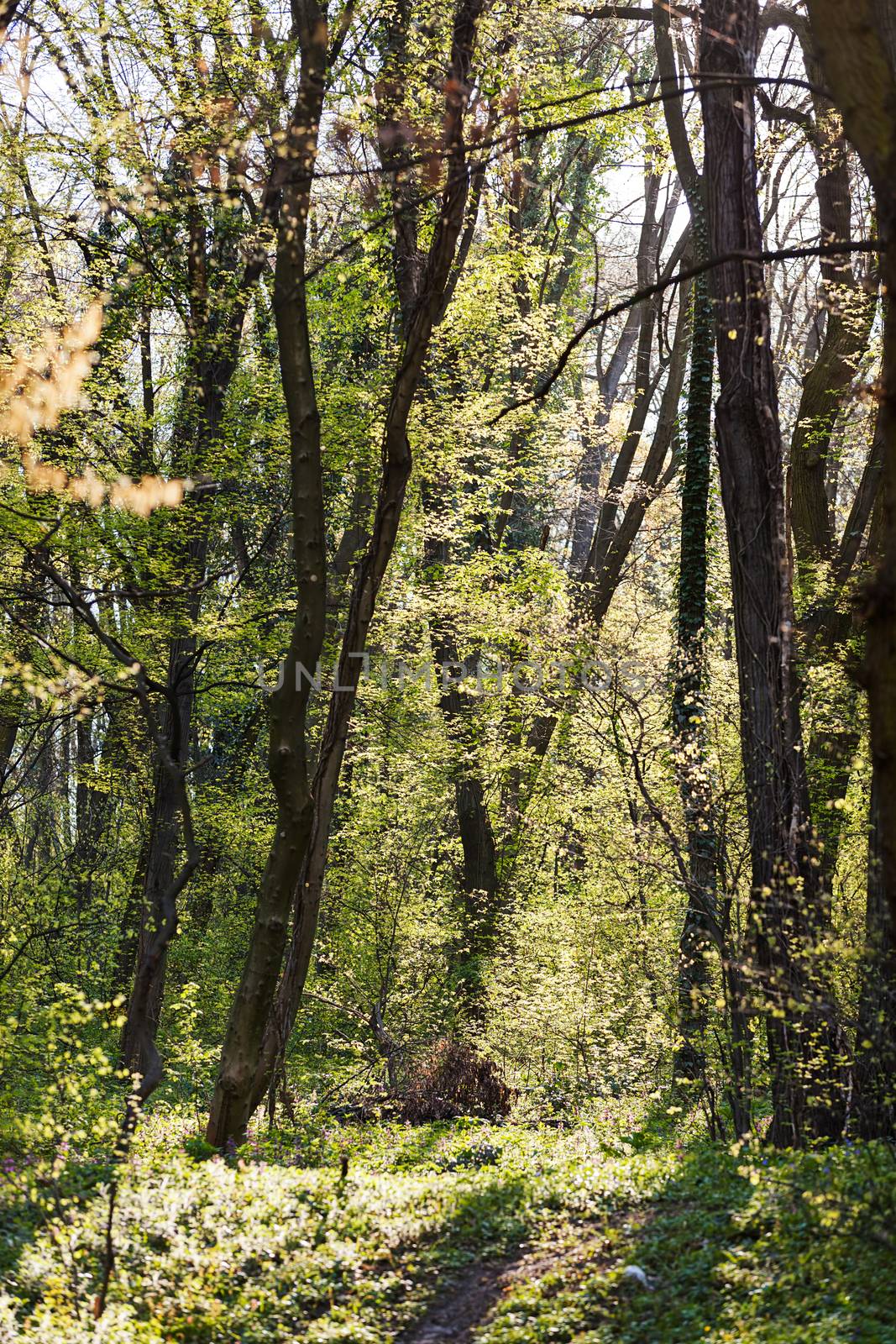 trees in the forest  in the spring, note shallow depth of field