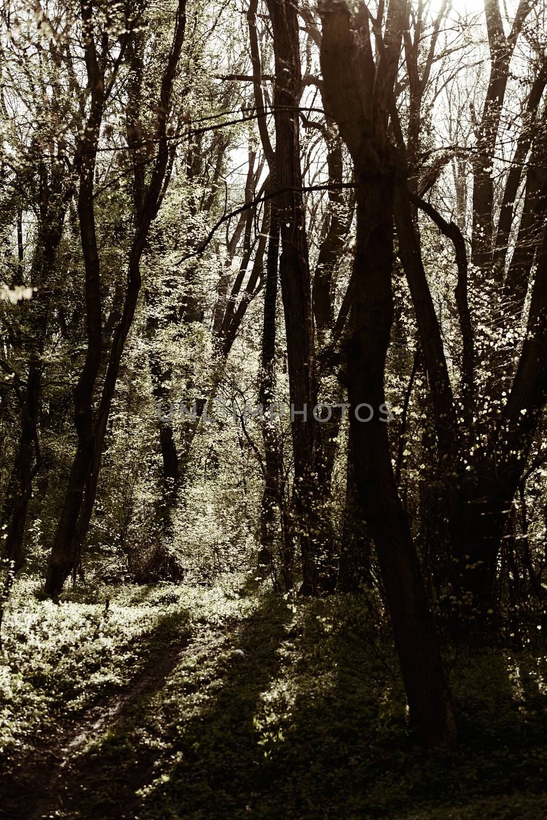 trees in the forest  in the spring, note shallow depth of field