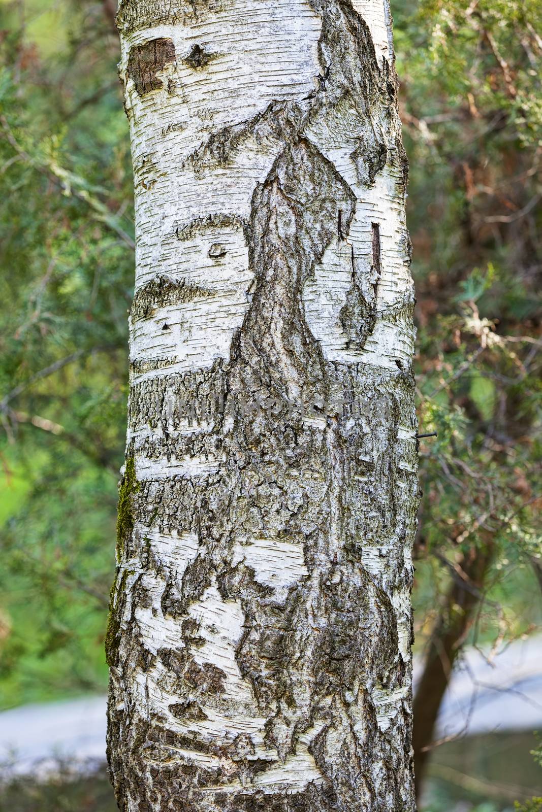 tree bark in nature, note shallow depth of field