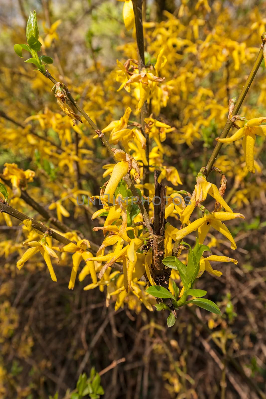 bush with small yellow flowers on a branches, note shallow depth of field