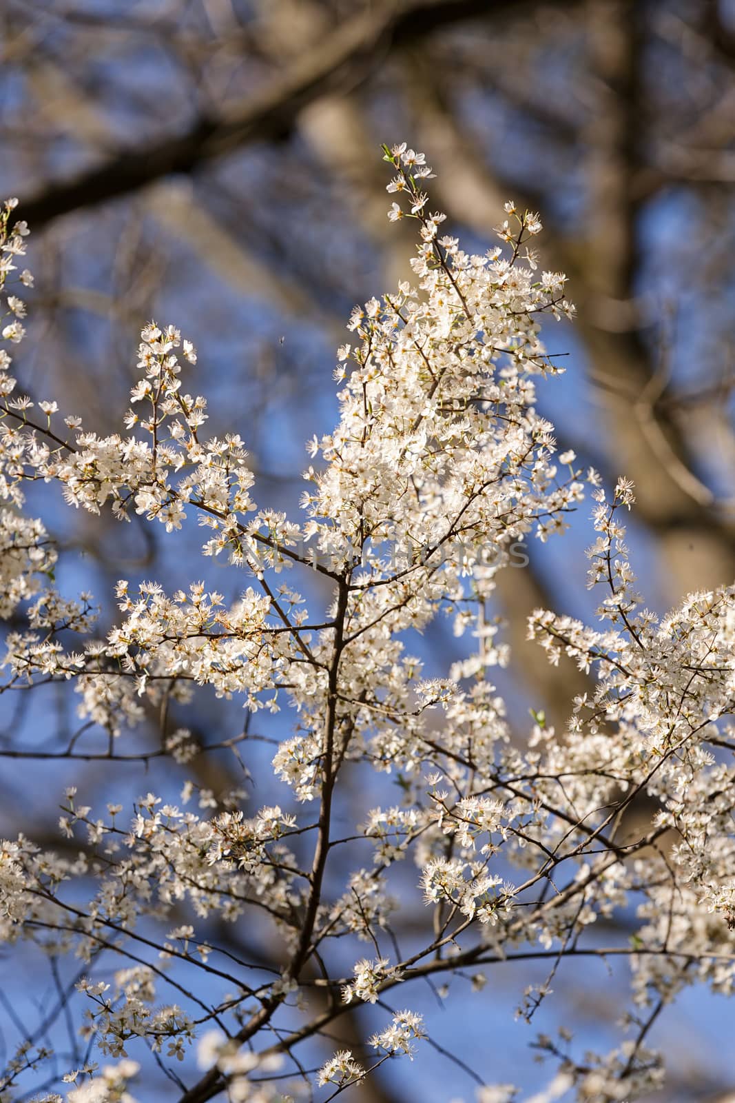 treetop with the sky in the background by vladimirnenezic