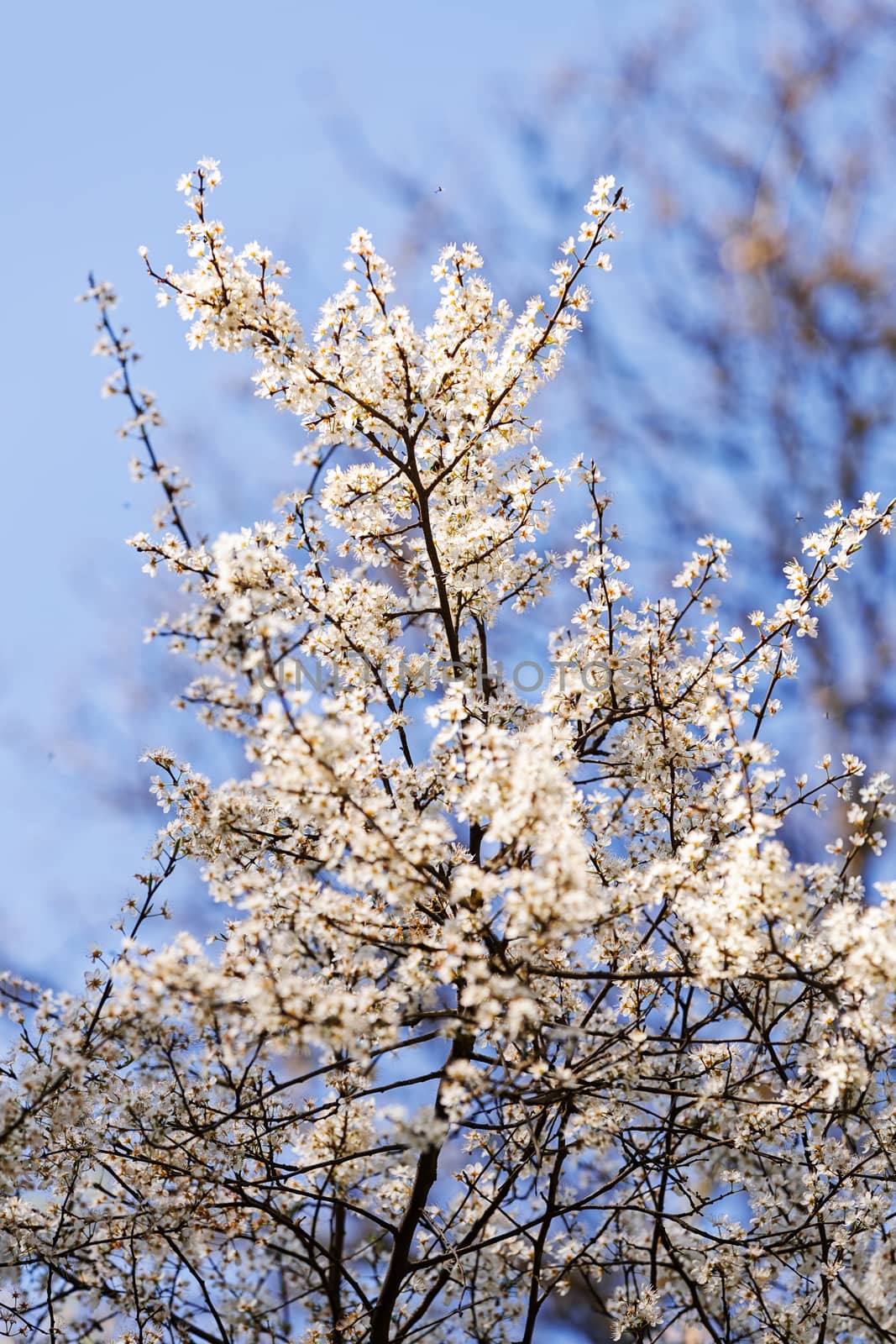 treetop with the sky in the background, note shallow depth of field