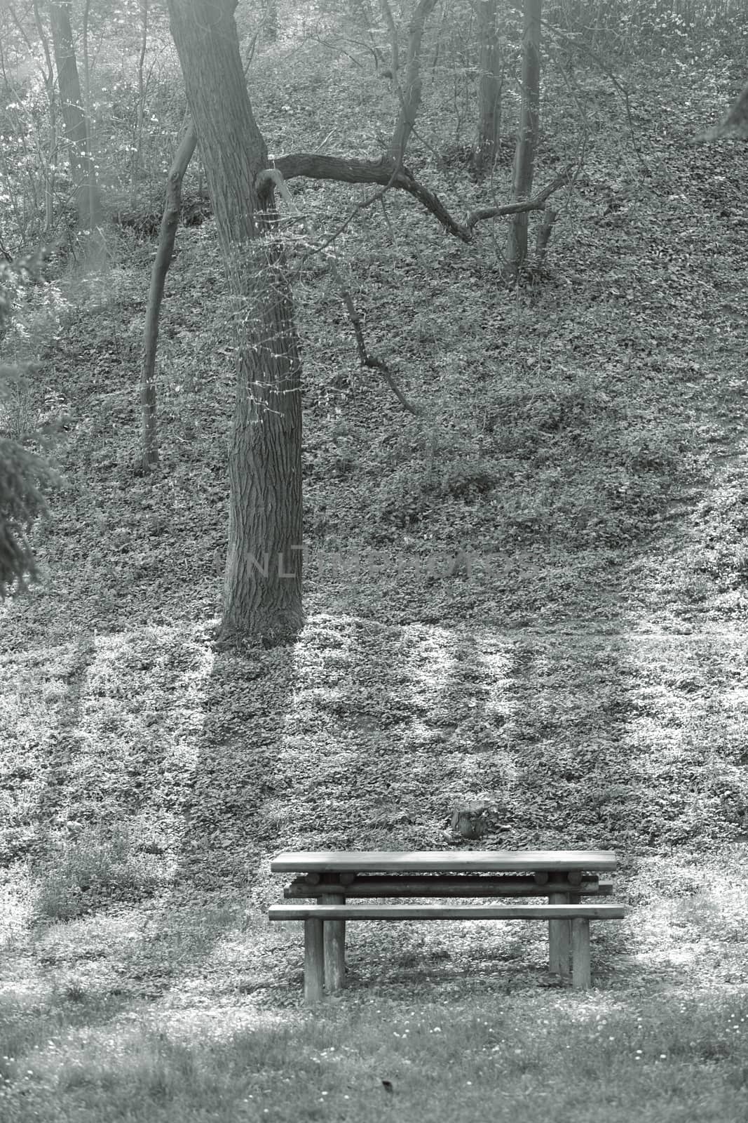 wooden bench and table for picnic  in the park, note shallow depth of field