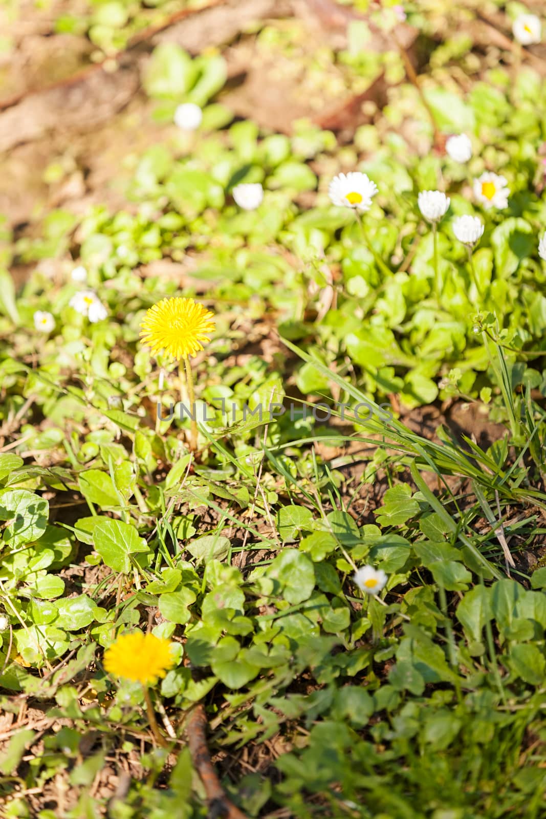 yellow dandelion among grass and herbs , note shallow depth of field