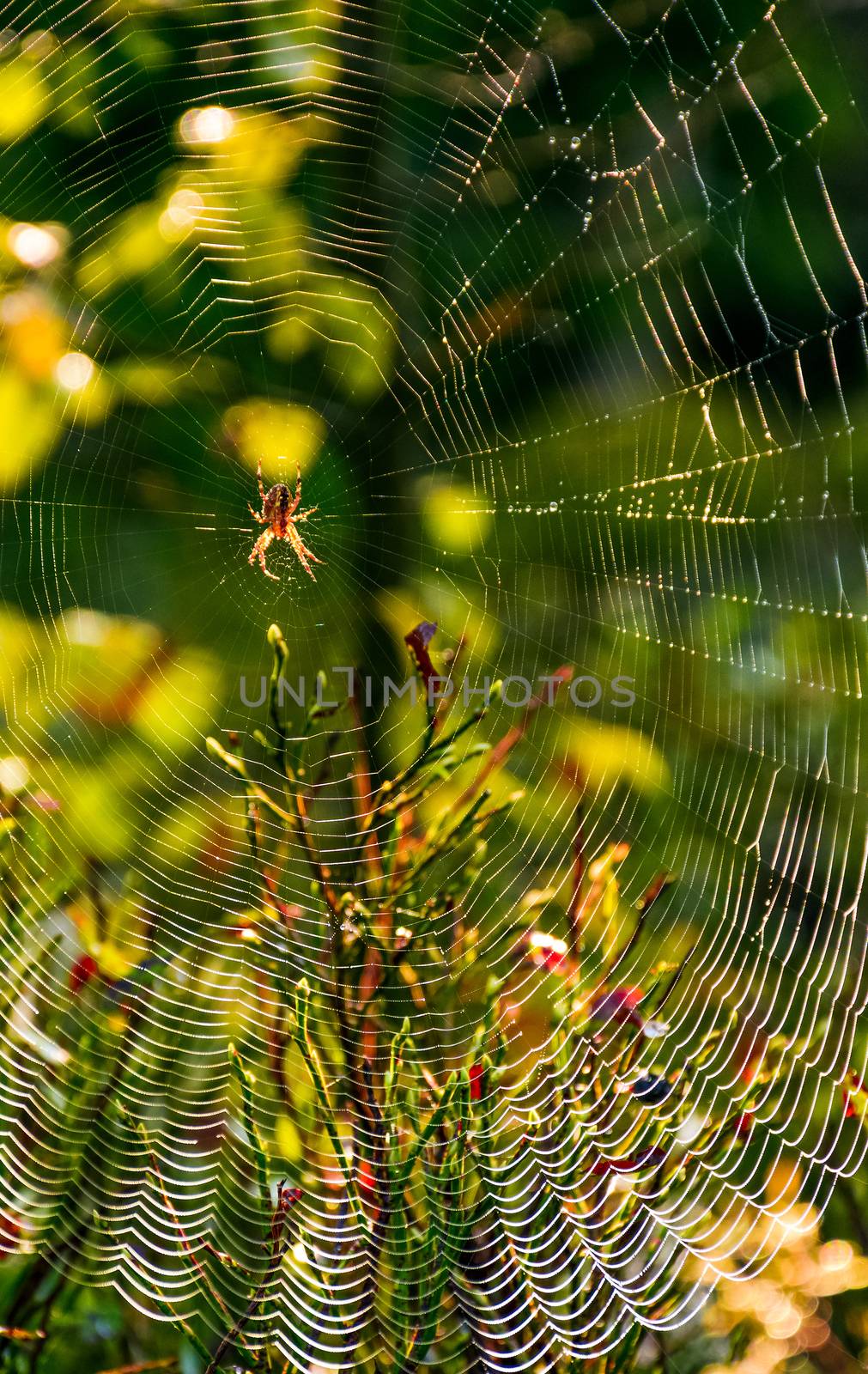 red spider in the web on beautiful foliage bokeh by Pellinni