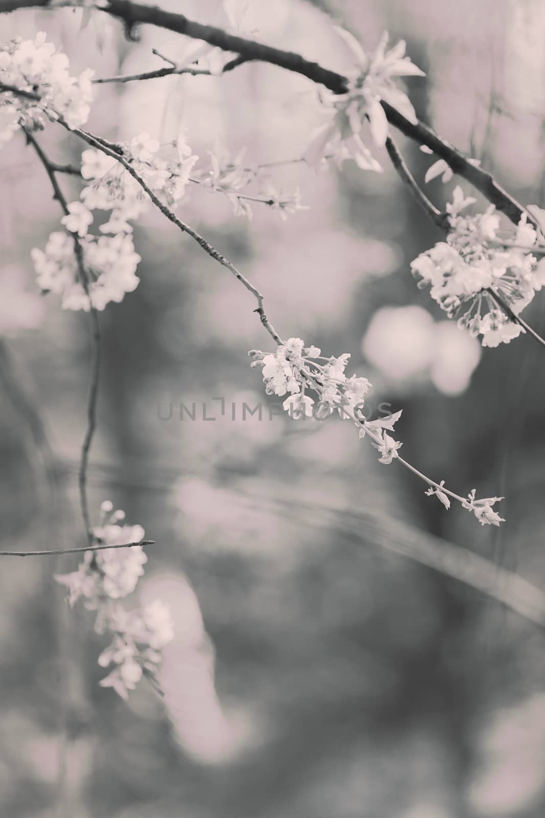 branches with white flowers by vladimirnenezic