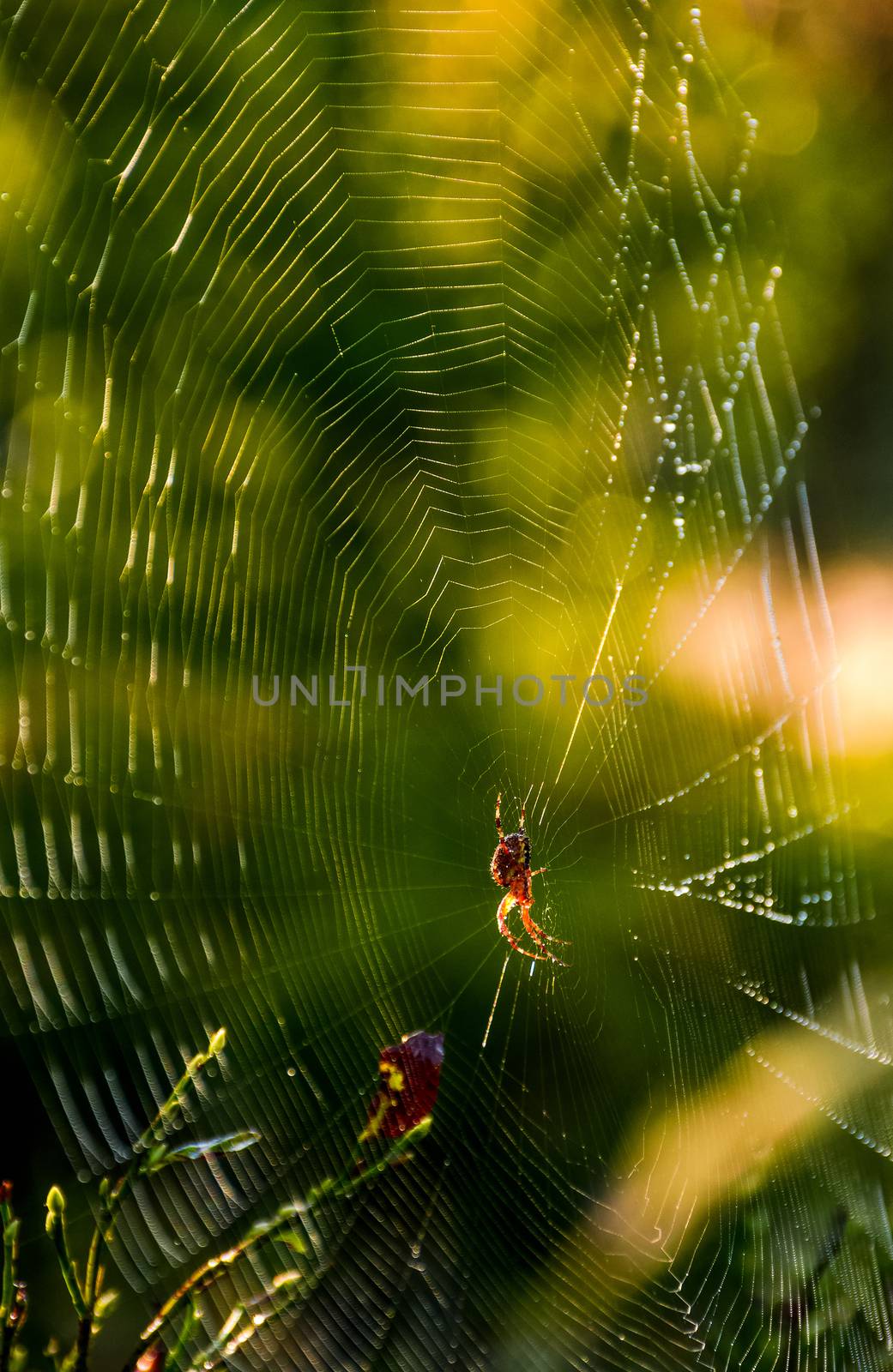 spider in the web on beautiful foliage bokeh by Pellinni