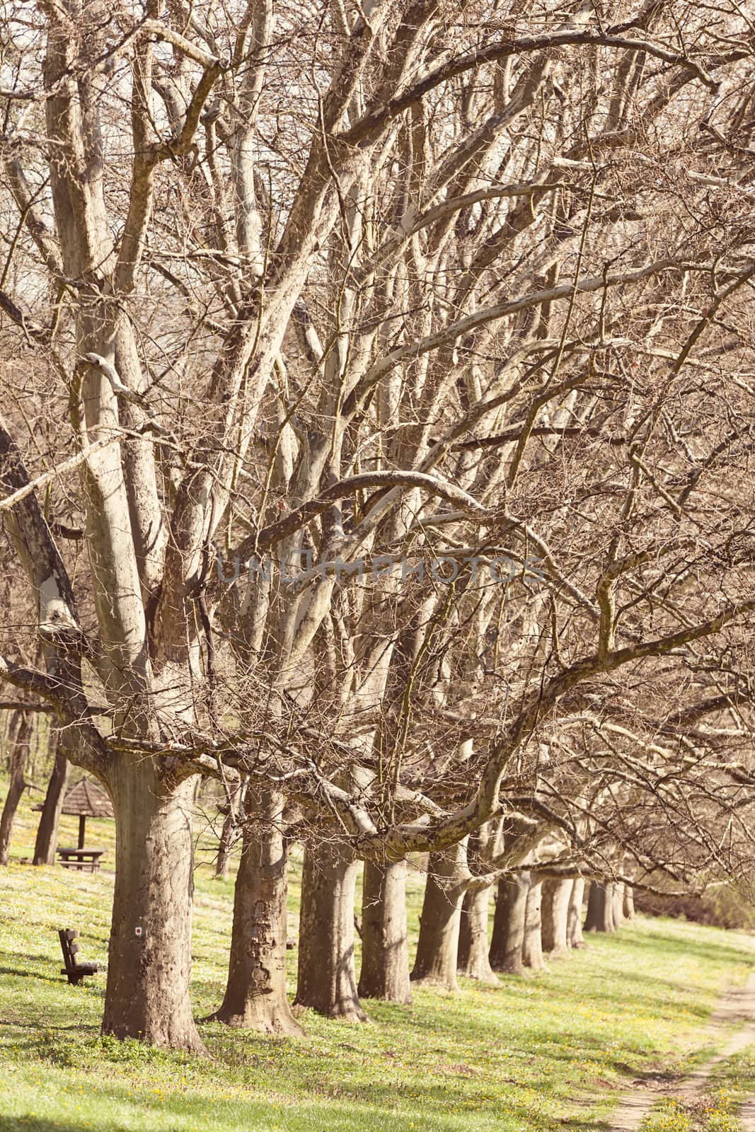 alley of trees  by vladimirnenezic