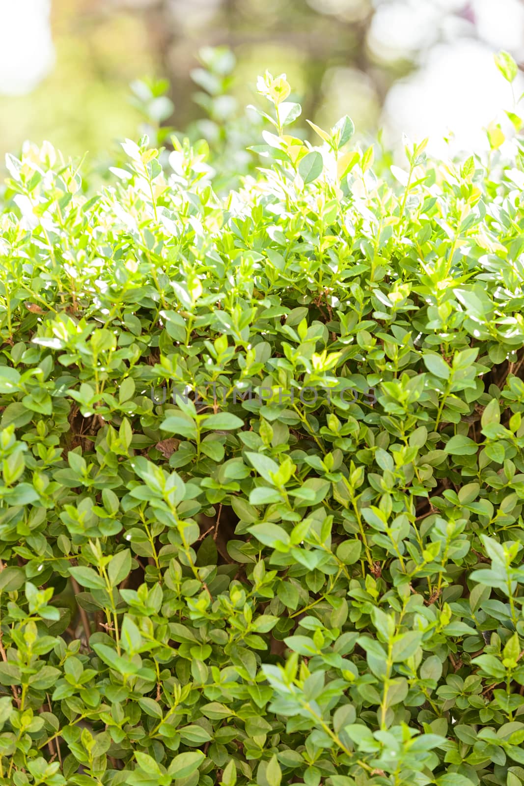 evergreen hedges in the parks, note shallow depth of field