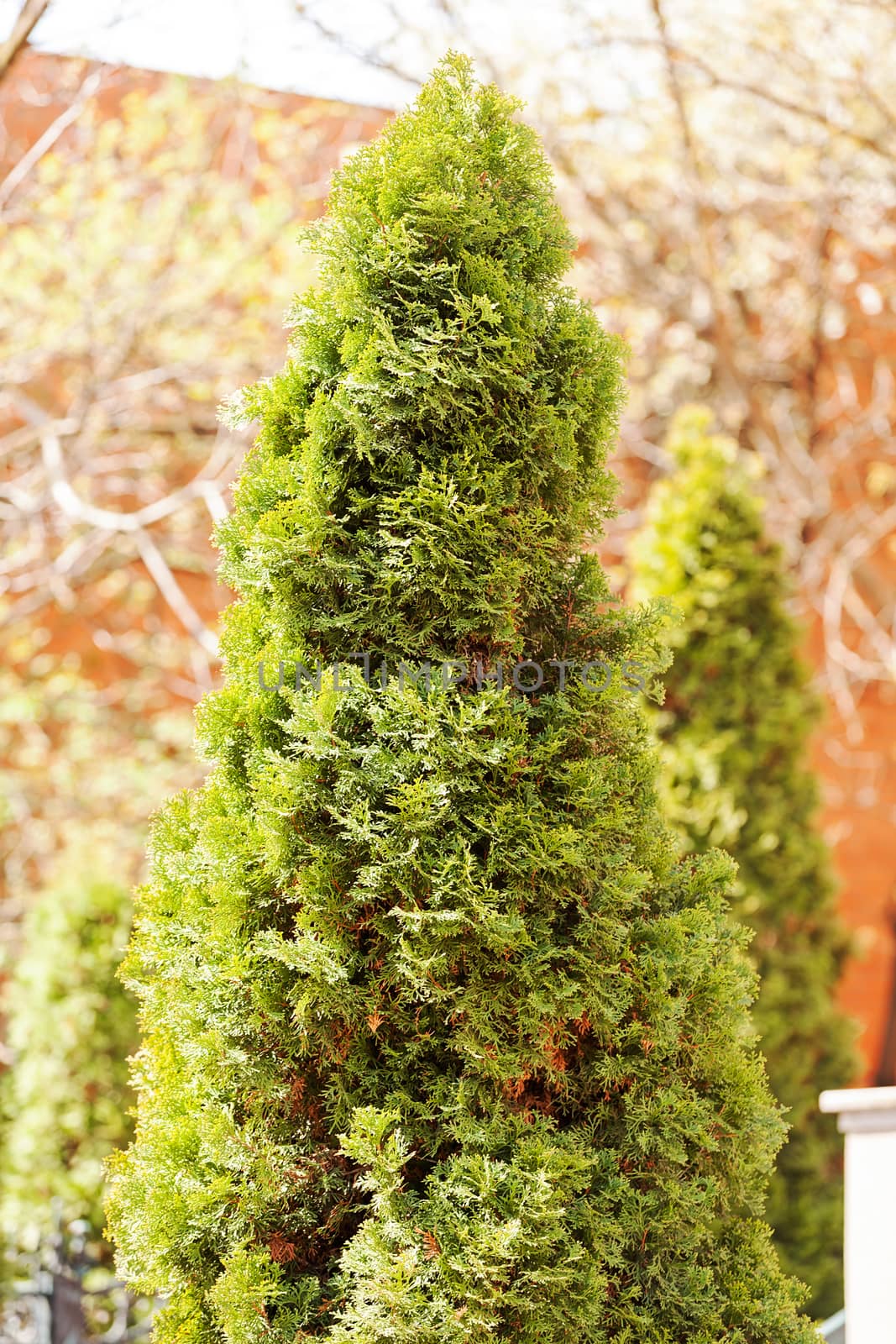 Thuja tree with thick branches, note shallow depth of field