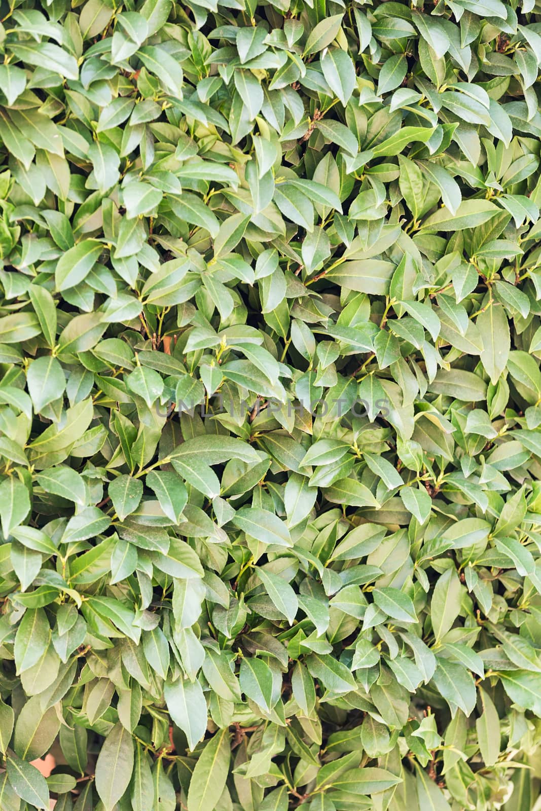 focus on green laurel leaves in nature, note shallow depth of field