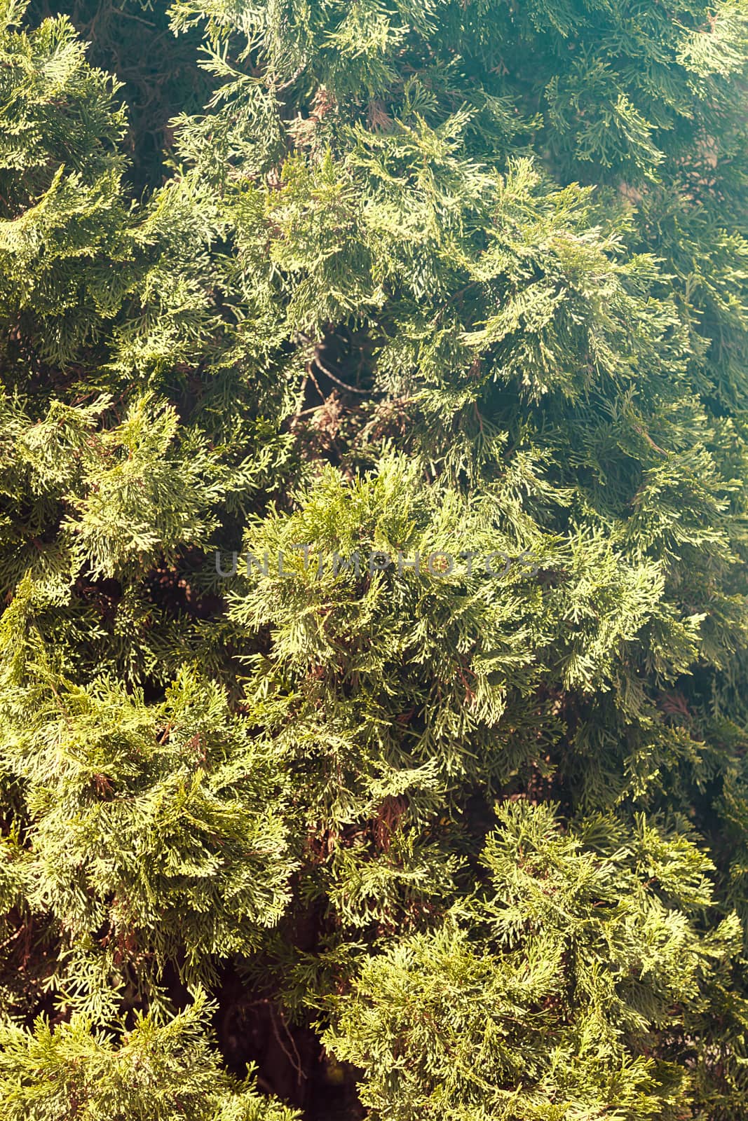 Thuja tree with thick branches, note shallow depth of field