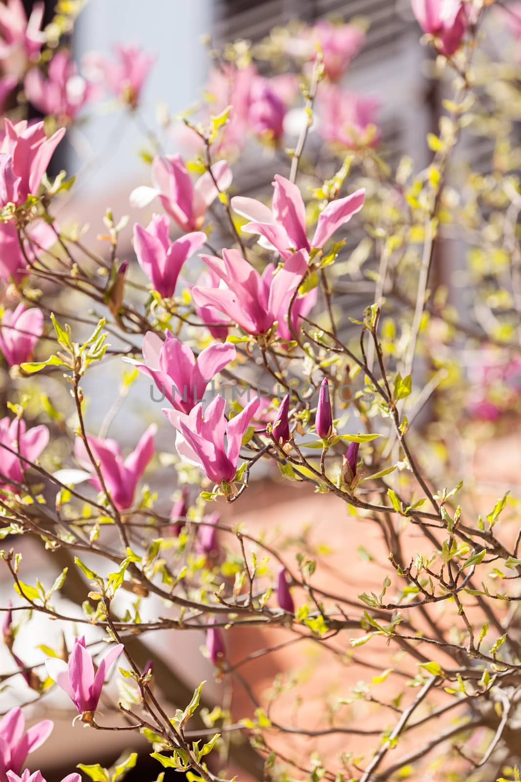 blossomed magnolia in front of building, note shallow depth of field