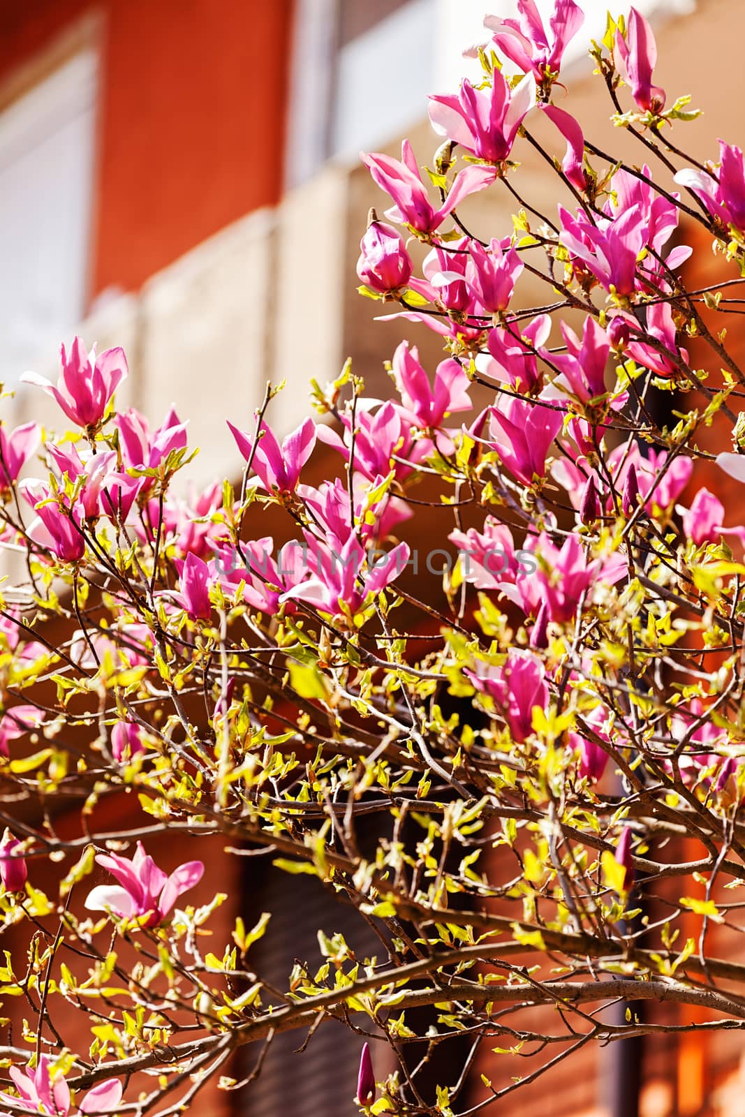 blossomed magnolia in front of building, note shallow depth of field