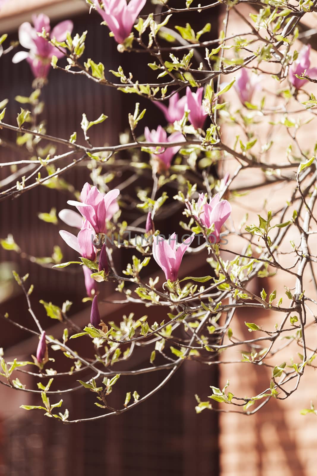 blossomed magnolia in front of building, note shallow depth of field