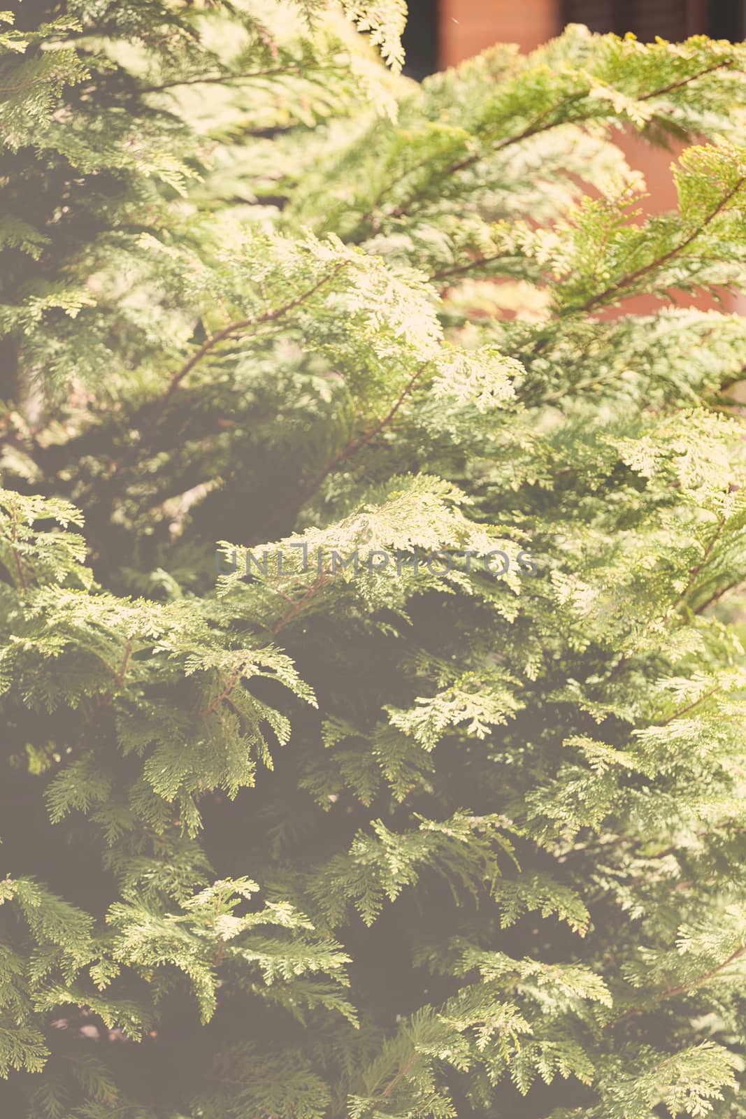 Thuja tree with thick branches, note shallow depth of field