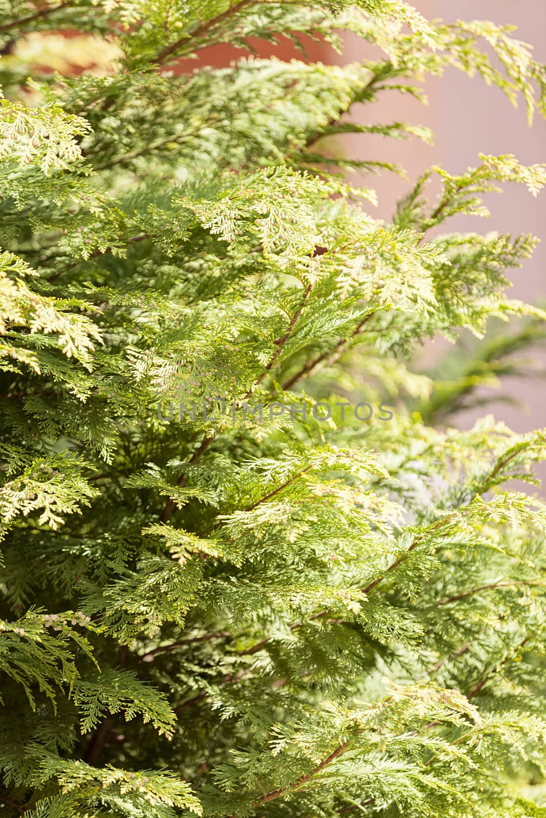 Thuja tree with thick branches, note shallow depth of field