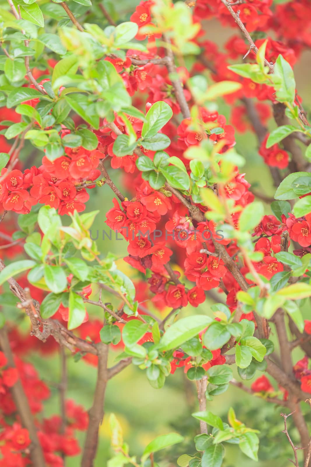 quince branches with red flowers, note shallow depth of field