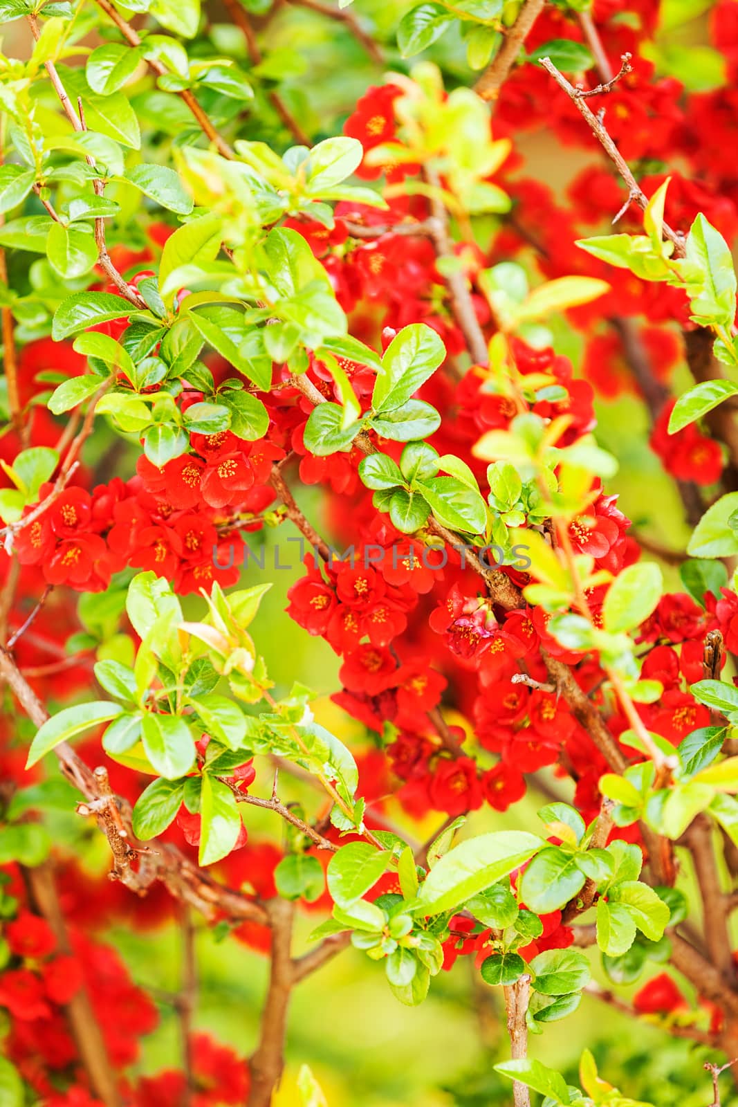 quince branches with red flowers, note shallow depth of field