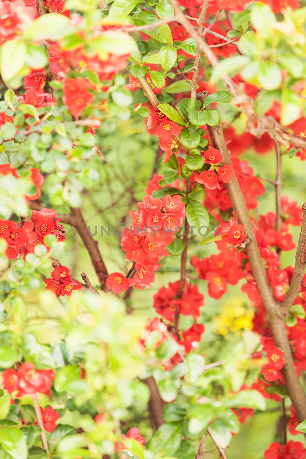 Quince in bloom by vladimirnenezic