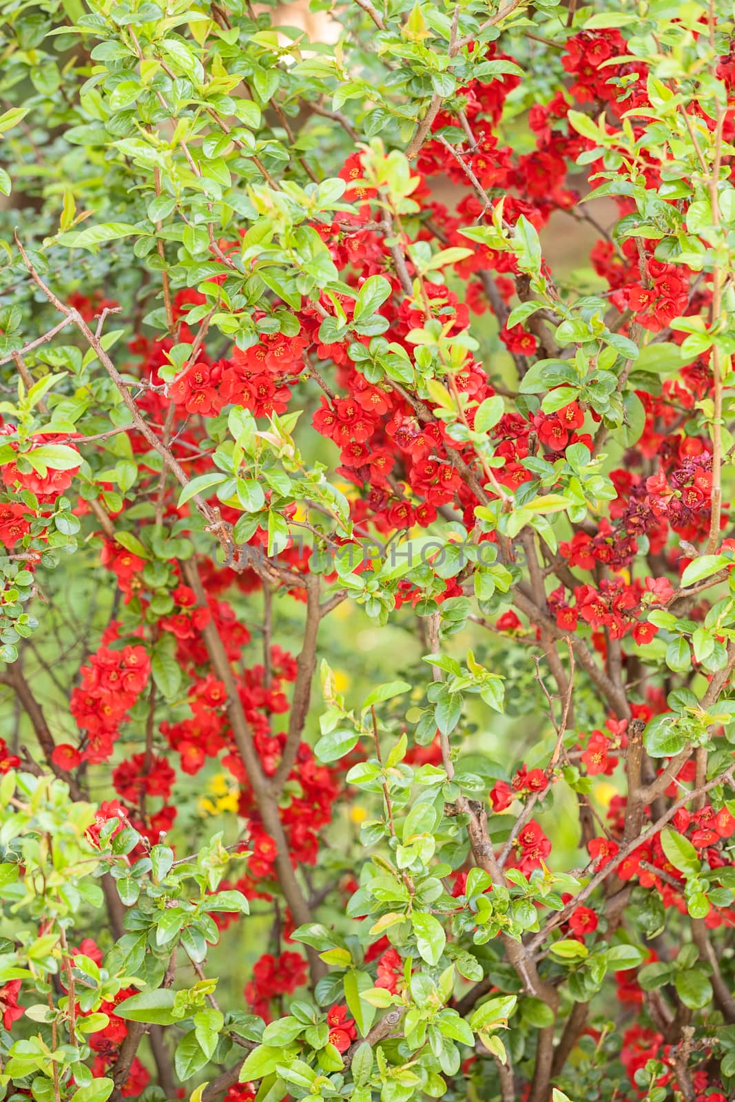 quince branches with red flowers, note shallow depth of field